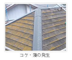屋根の塗り替え目安　コケ・藻の発生